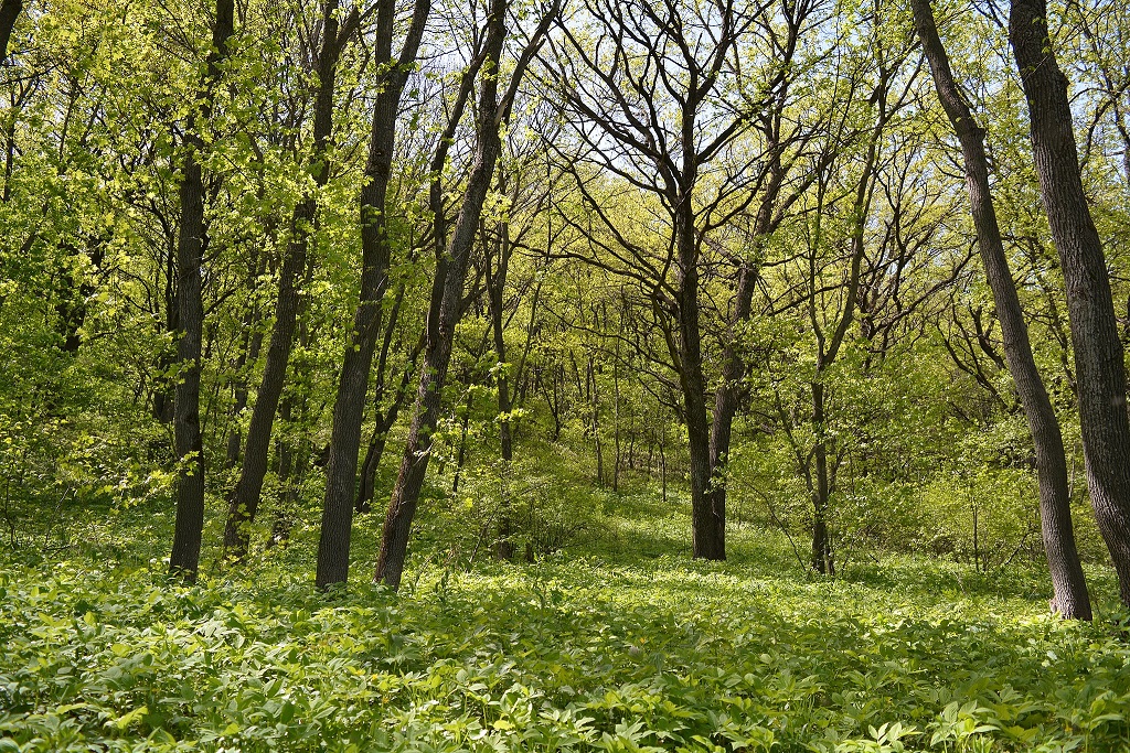 Floresta em um dia de sol em abril. Ucrânia.
